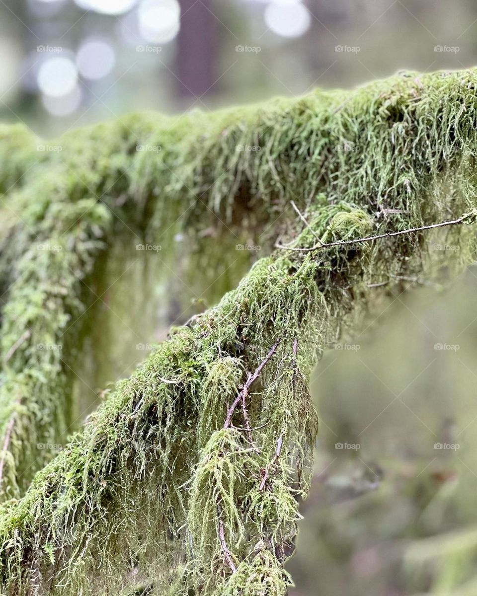 Close up of lychee on tree