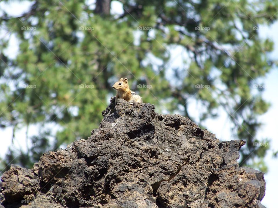 Jeffrey the ground squirrel, perched upon a lava outcrop, scoping tourists for food to poach. (Bend, Oregon)
