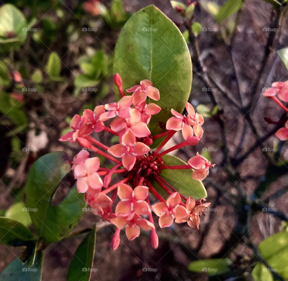 🌹 🇺🇸 Very beautiful flowers to brighten our day.  Live nature and its beauty. Did you like the delicate petals? / 🇧🇷 Flores muito bonitas para alegrar nosso dia. Viva a natureza e sua beleza. Gostaram das pétalas delicadas? 