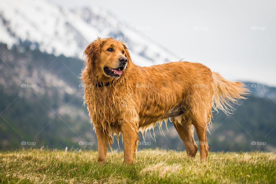 Golden Retriever 