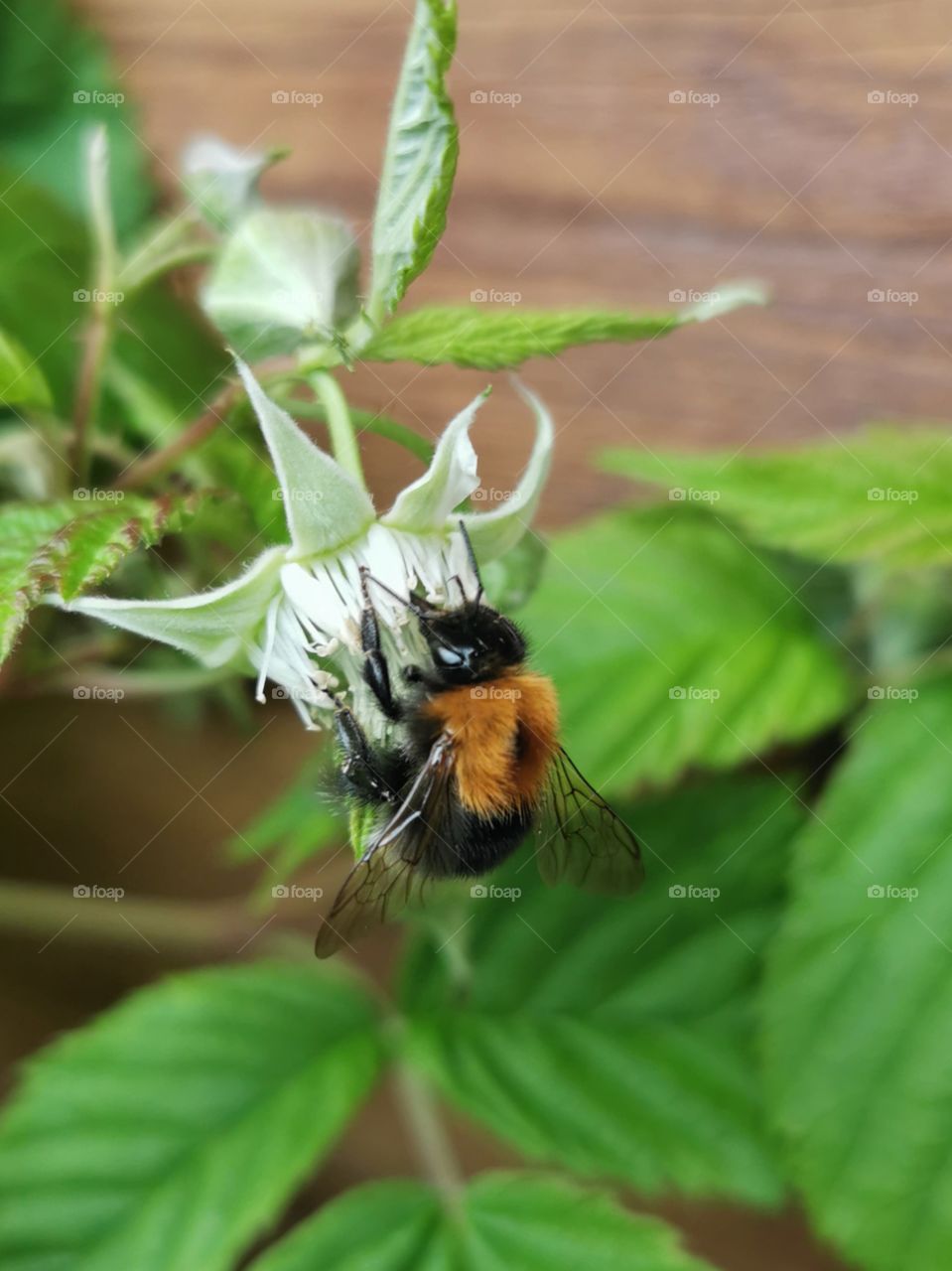 Biene beim bestauben einer Himbeerblüte im Garten