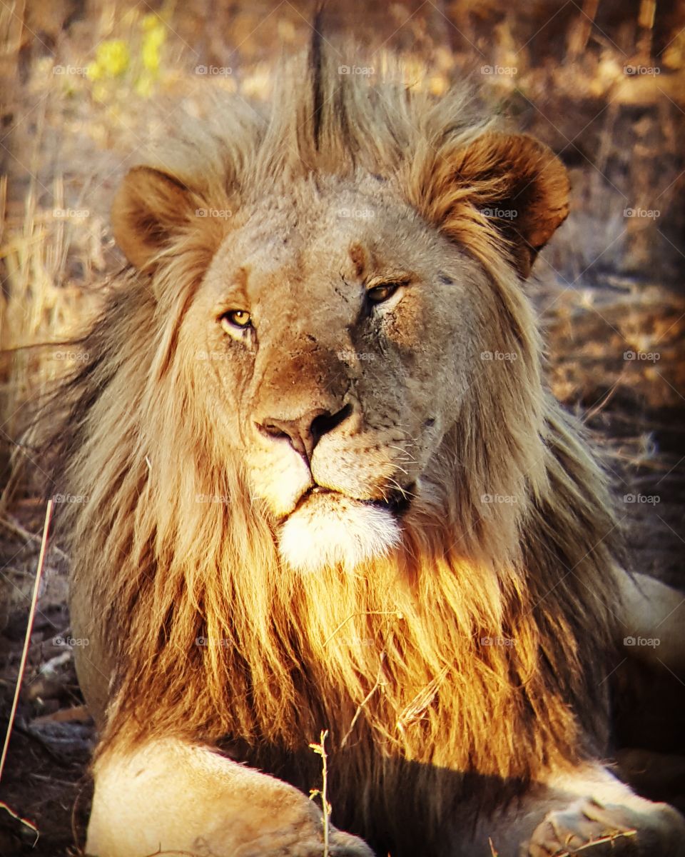 Lion surveying his kingdom