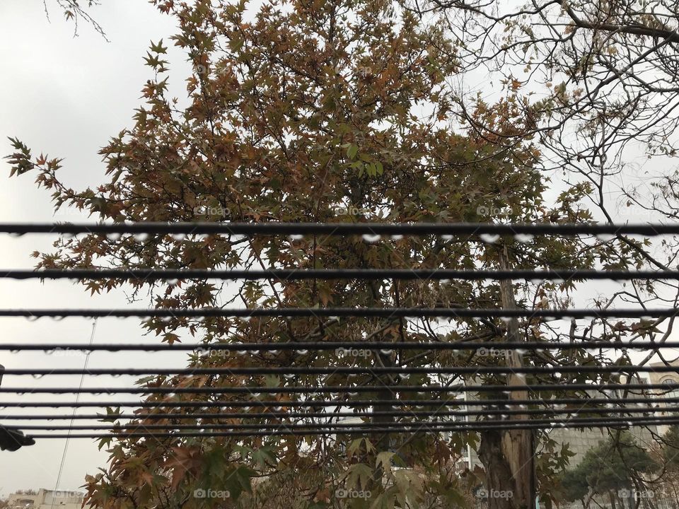 Drying raindrops on a clothes drying rack. Only angels know what pegs to use. 