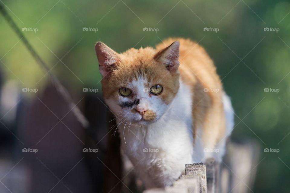 Cat walking on a fence