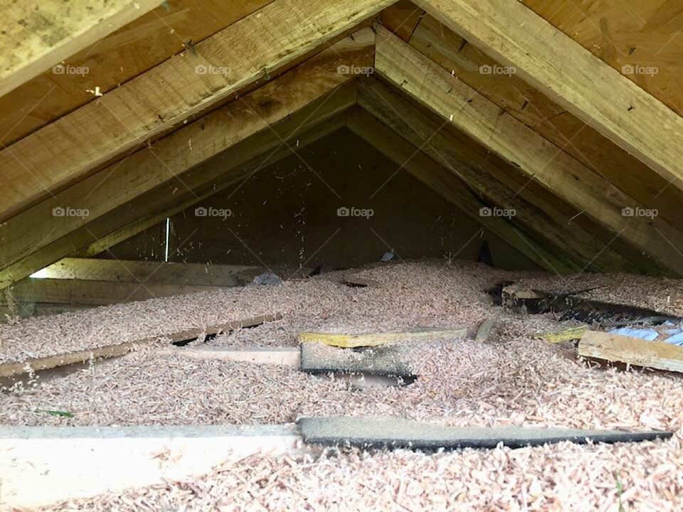 Carpenter ants are no carpenters