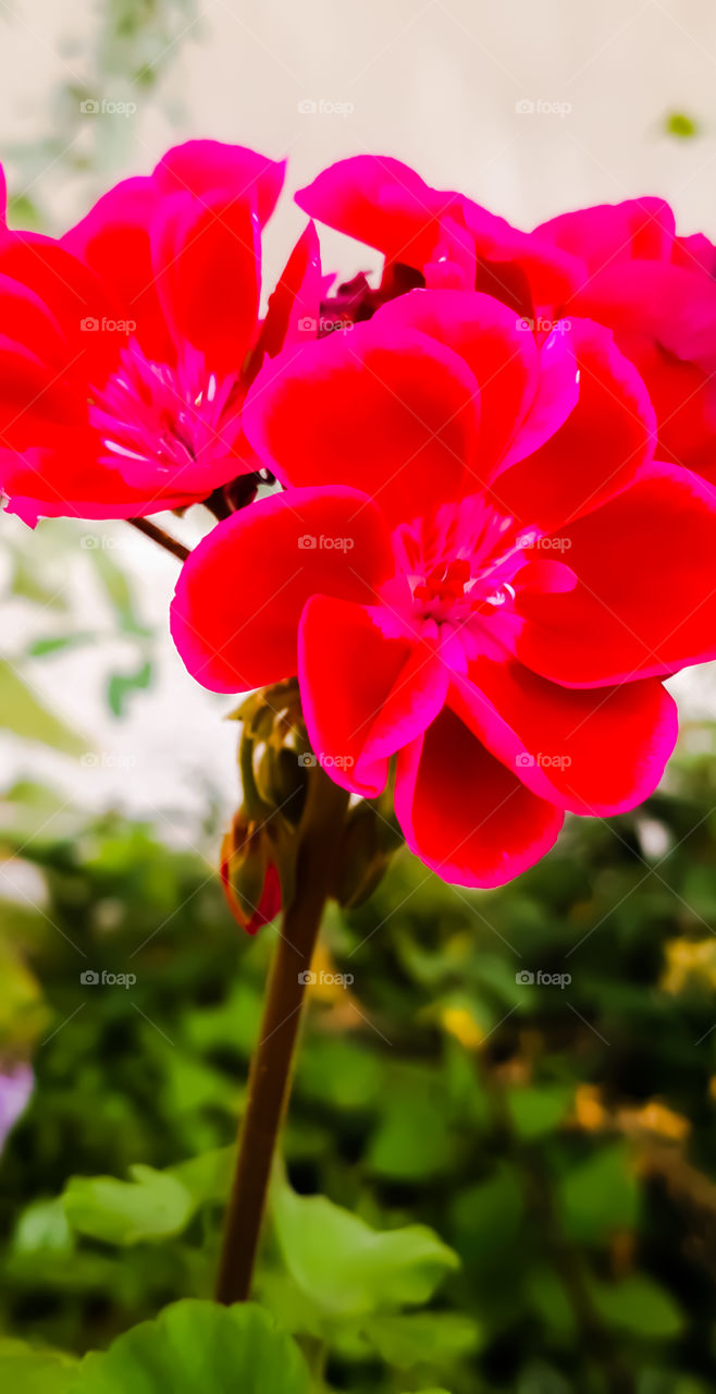 flowers