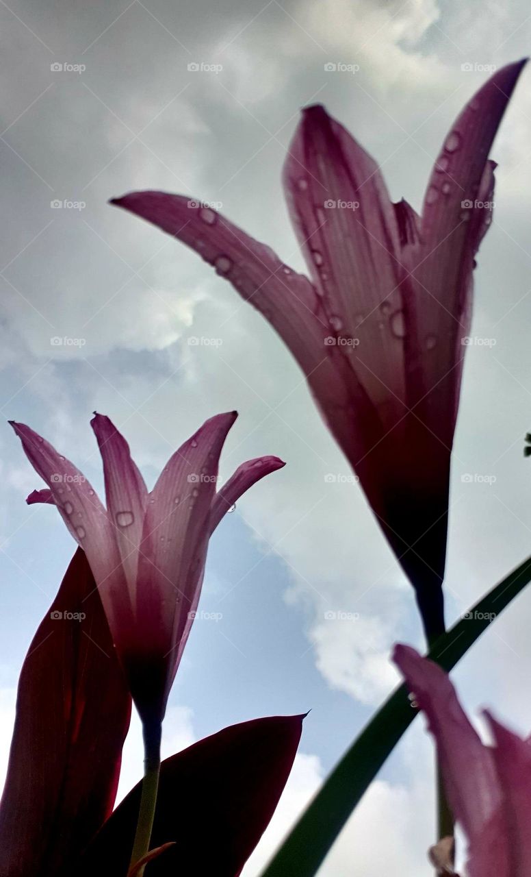 flower looking at the sun after a soft rain and a sky with clouds