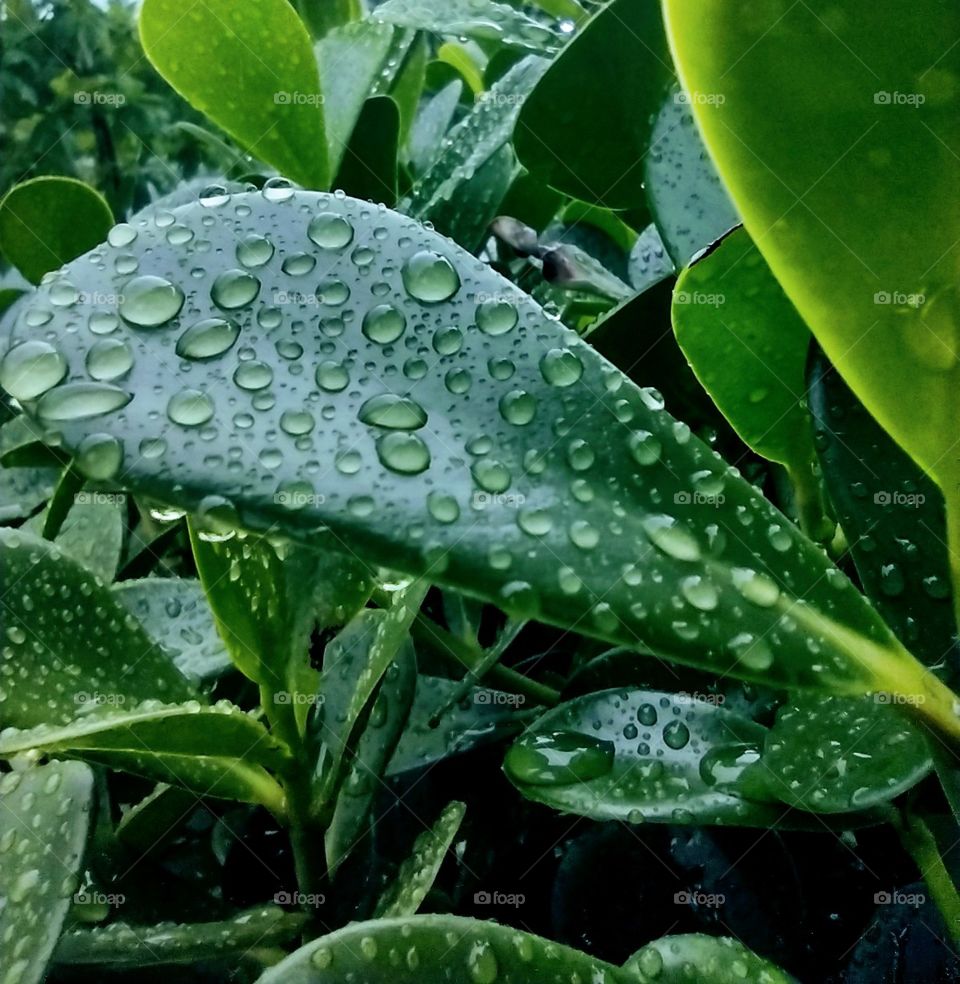 Gotas de chuva. O verde precisa.