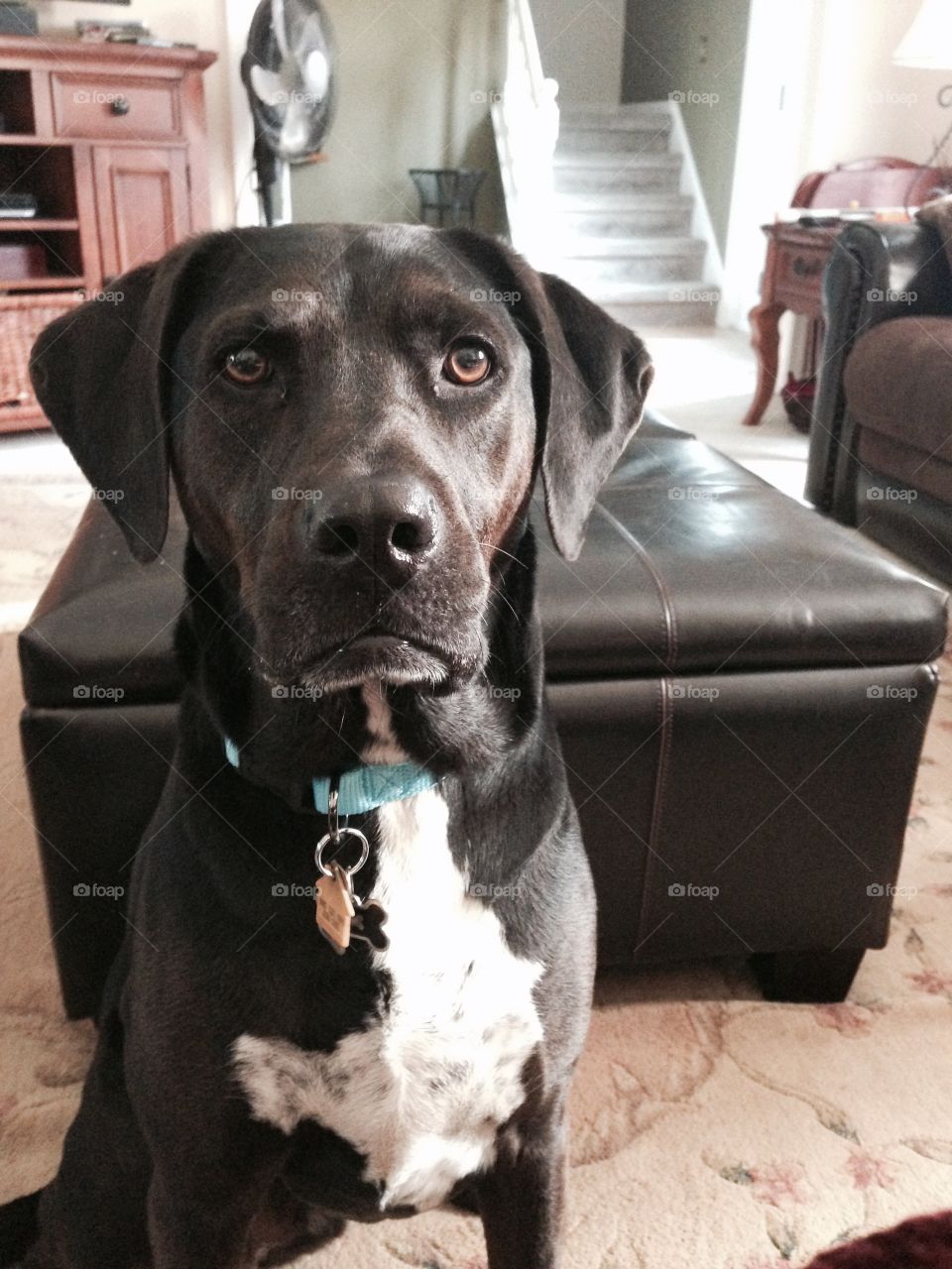 Luke. Always begging 