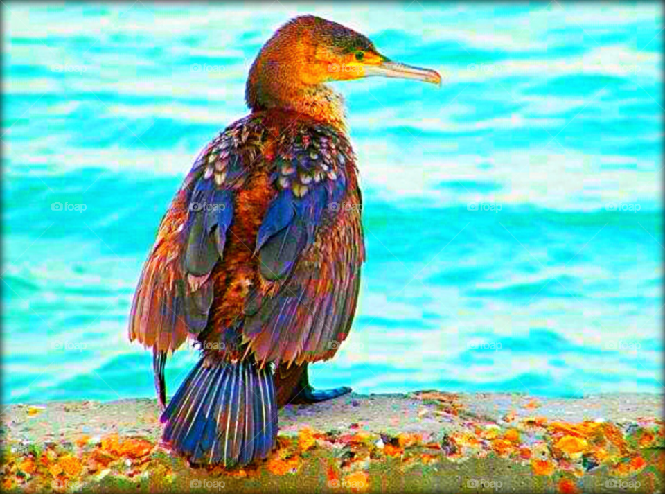 kuwait winter beach love by Atierene