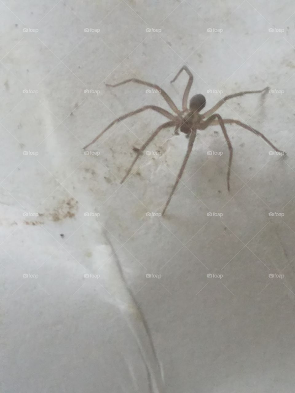 A scary brown recluse spider