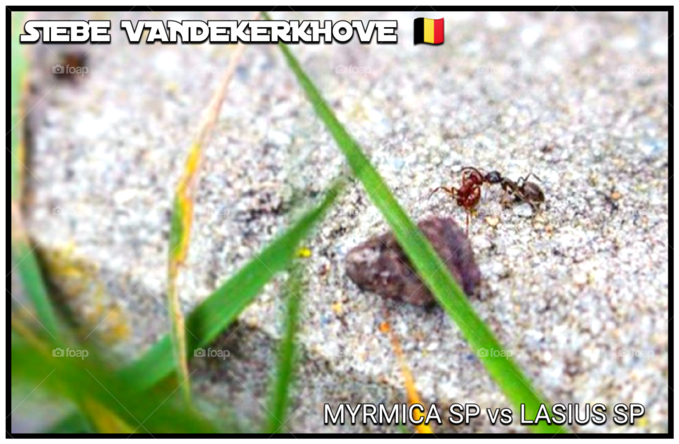 Lasius sp. worker vs Myrmica sp. worker trying to kill each other to prevent full war between their two colonies. #1