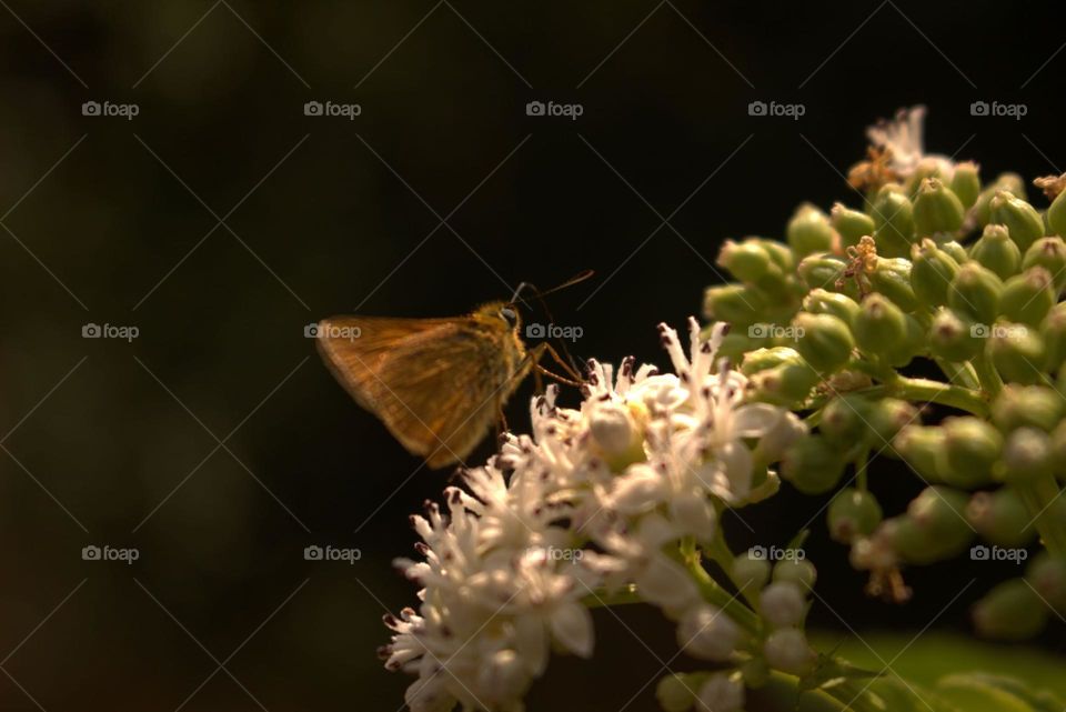 A macro shot over a butterfly feeding with some sweet nectar.