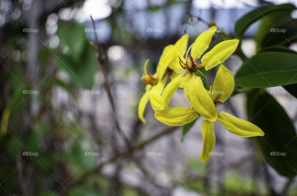Closeup view of yellow flowers