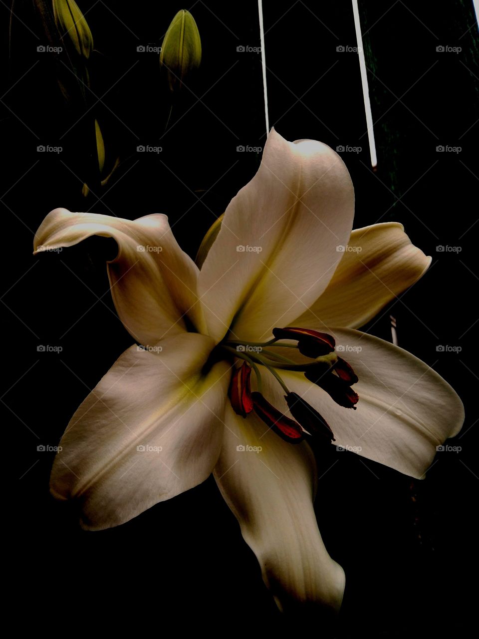 Lily/flower/garden