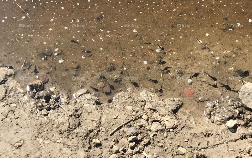 Tadpoles in a small pond after a rainstorm. 