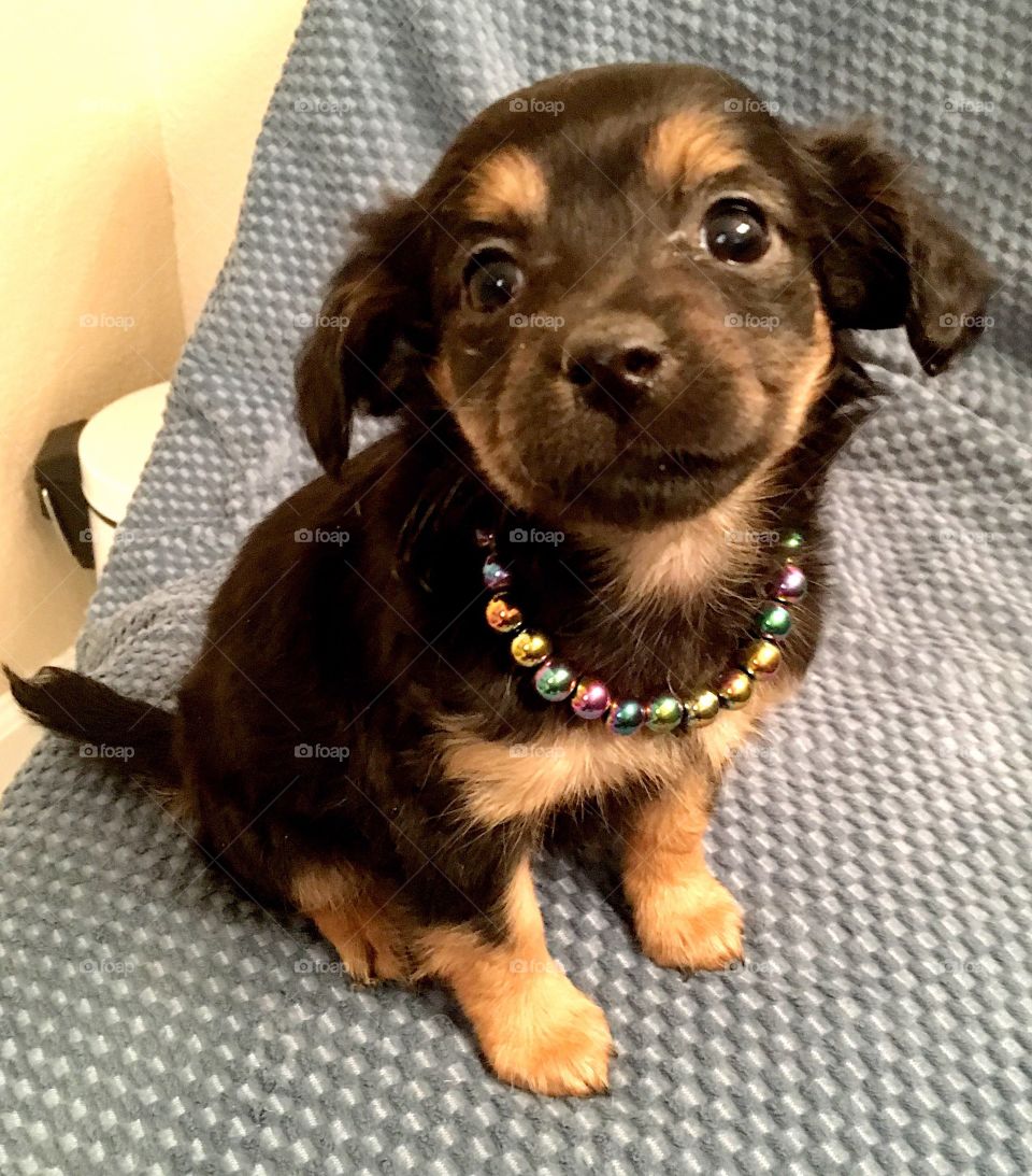 Cute puppy dog with pearl necklace.