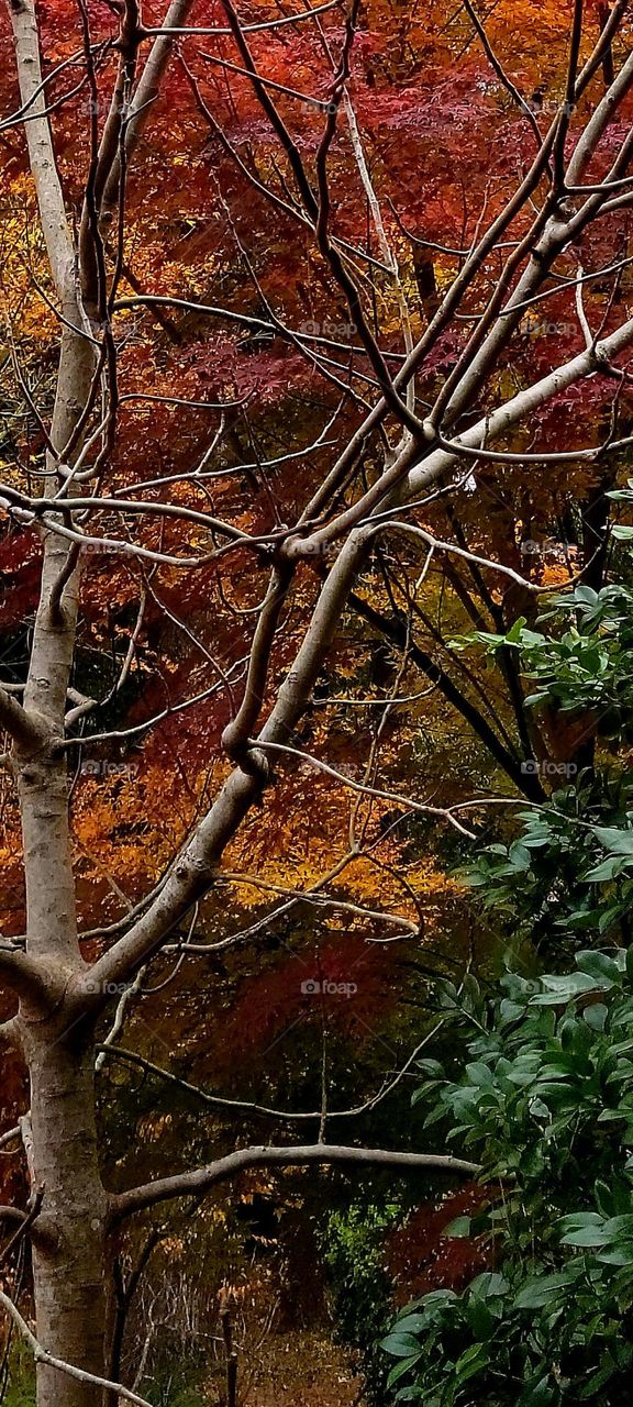 fall vs winter beautiful rich colors of fall orange reds browns and yellow