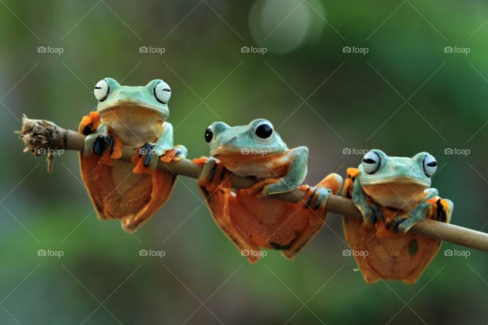 Three java frogs