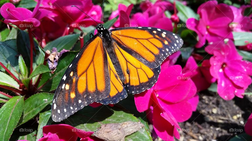 Monarch butterfly on pink color flower