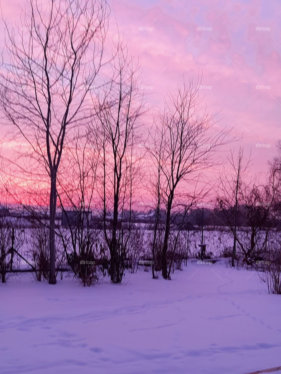 winter dawn in pink-purle shades just before sunrise