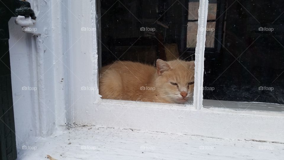 Window Cat. Seen in the window while strolling through Harper's Ferry WV