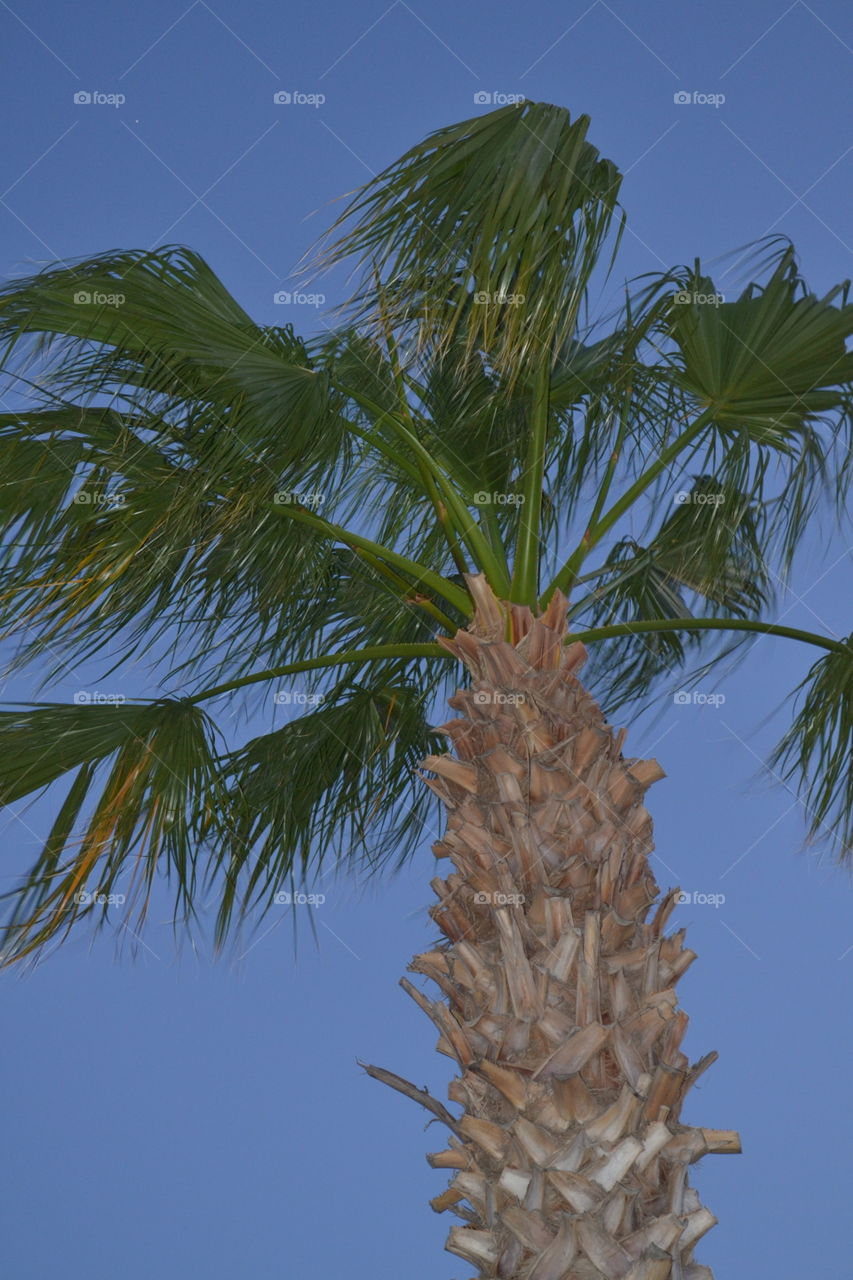 palmtree