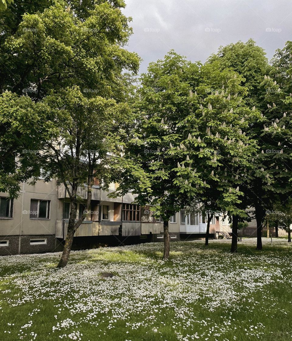 Green trees with flats in the background and a grass covered in white flowers