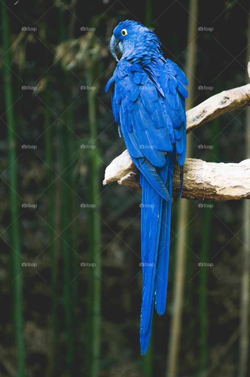 beautiful image of blue parrot