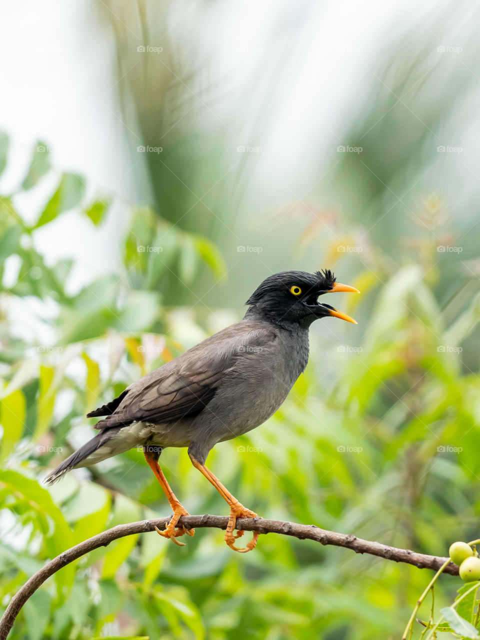 Myna