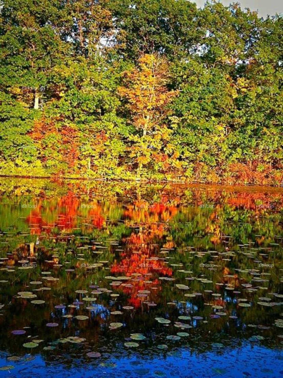 Fall's Reflection