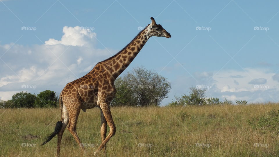 Giraffe