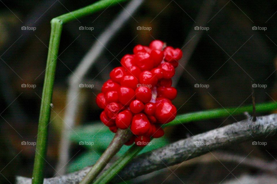 Red forest berries 