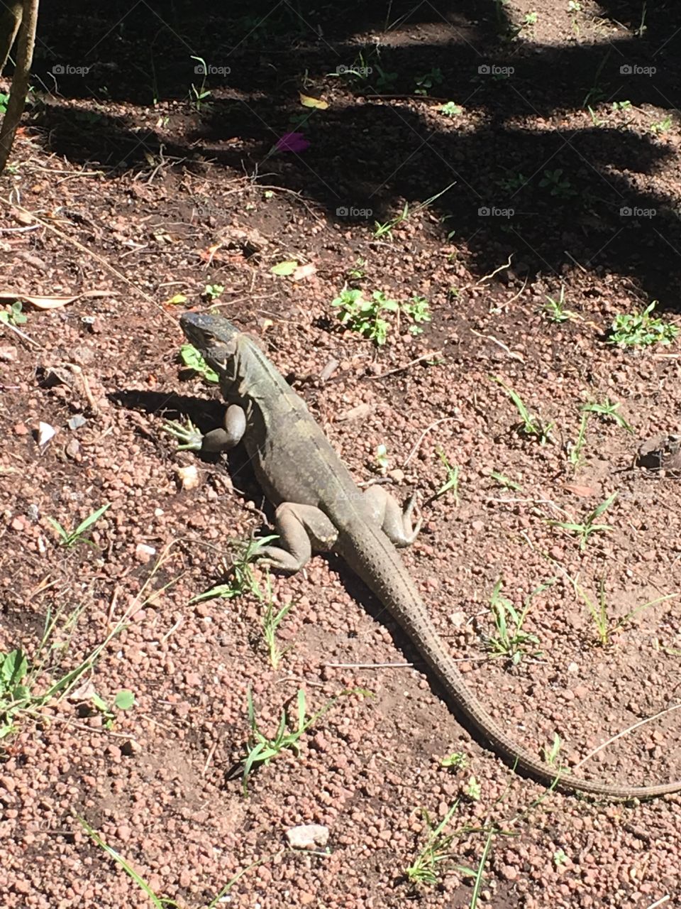 Lizard at Buena Vista in Costa Rica 