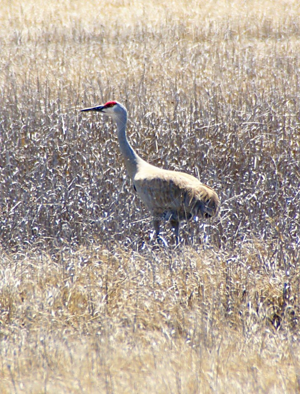 Sandhills crane