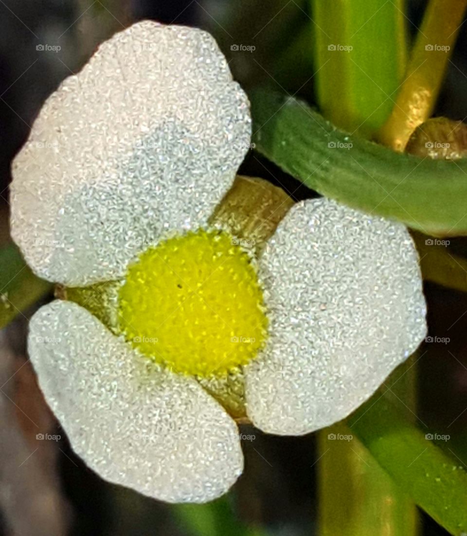 Nature, Flora, Leaf, Flower, Closeup