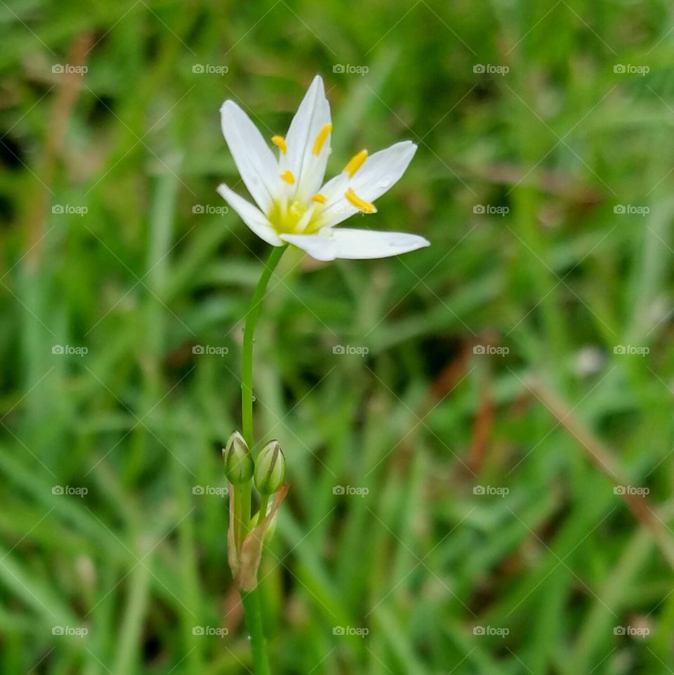 lone flower in a sea of grass