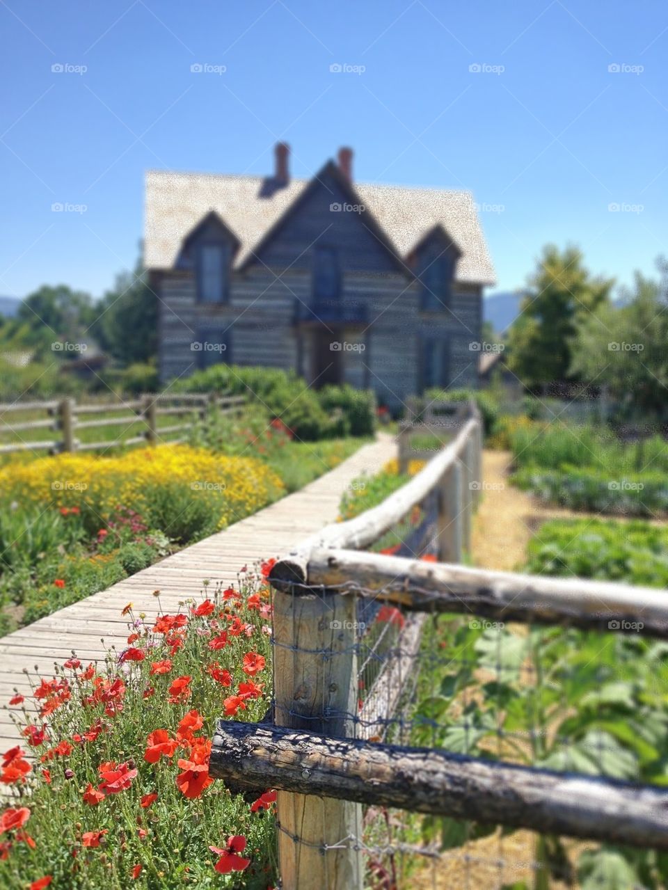 Focus on the Poppies, farm