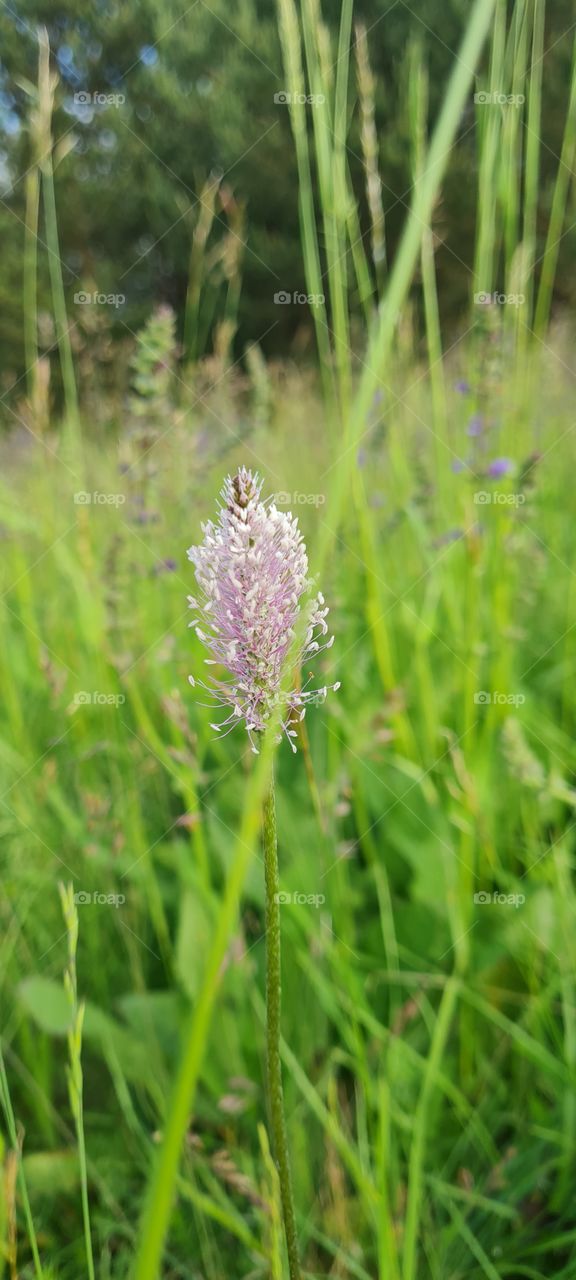 flower meadow