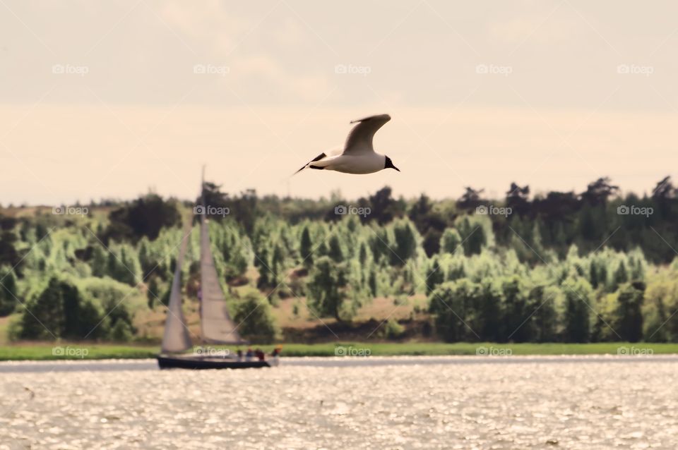 gull flight