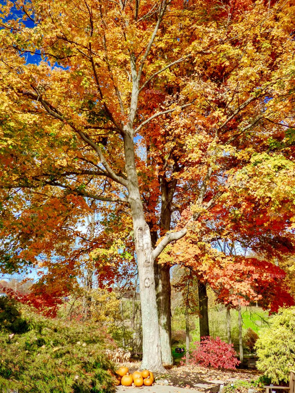 Fall view of the trees