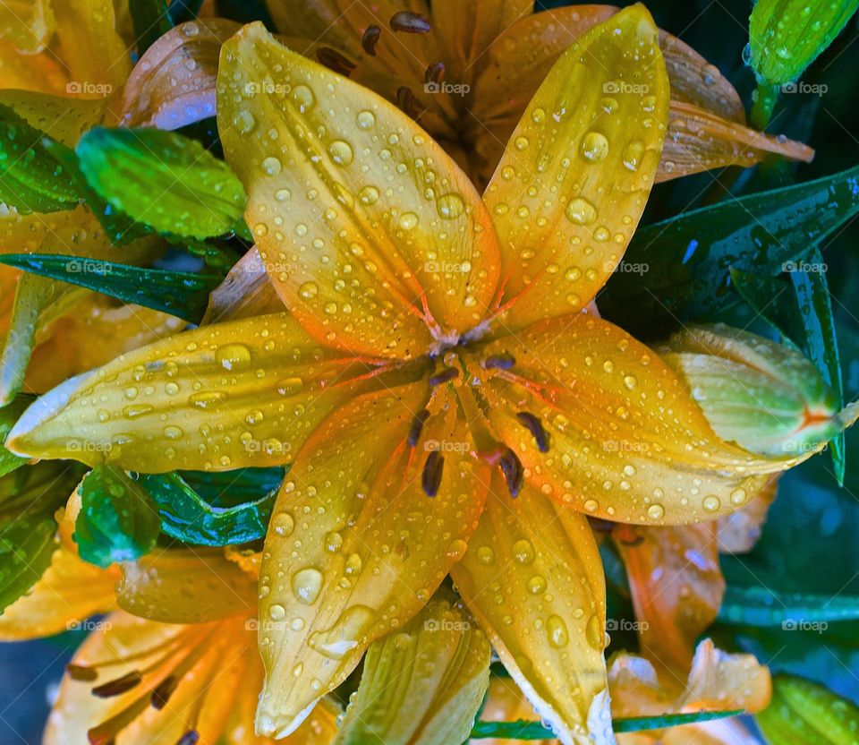 Rain drops on a lily. Rain drops on a lily