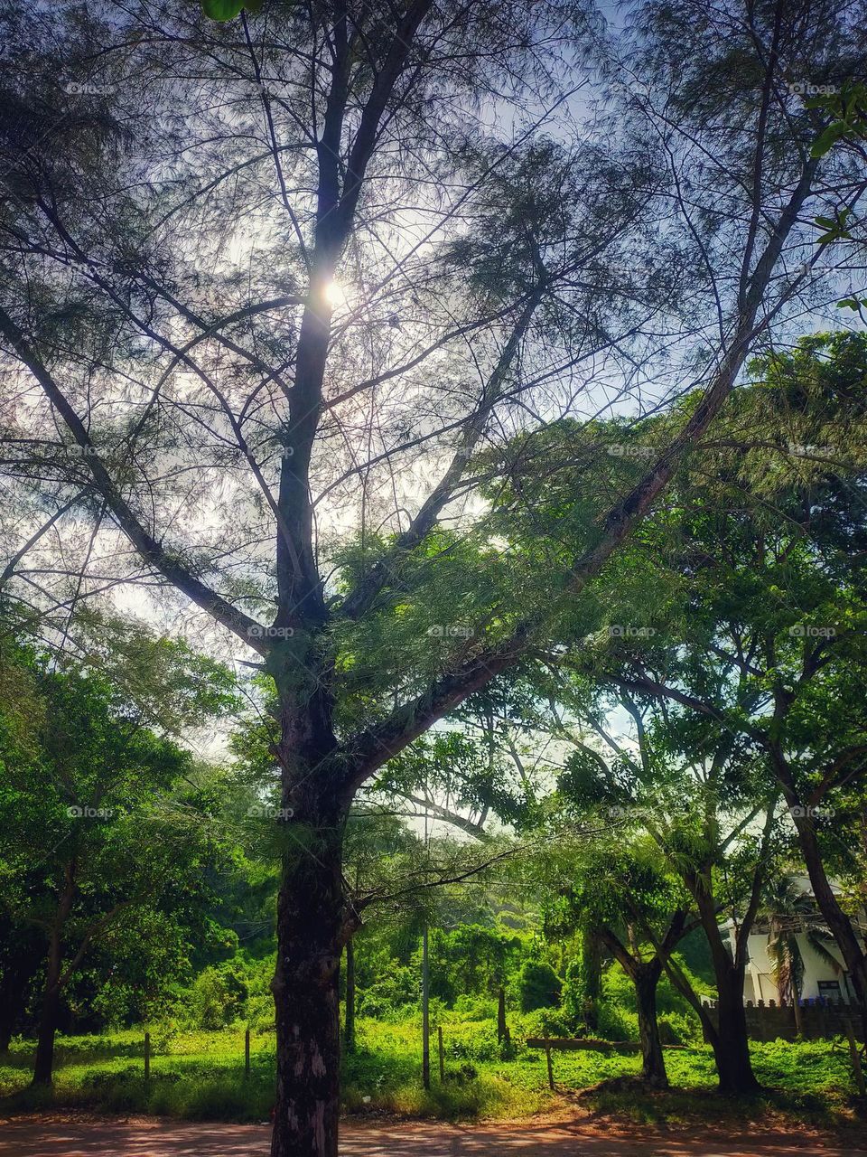 photography pictures of trees, mountains, cloves, rocks, sky, sea, sea
