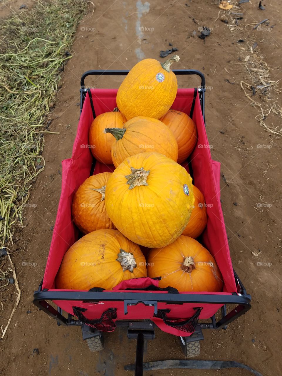 pumpkin carting.