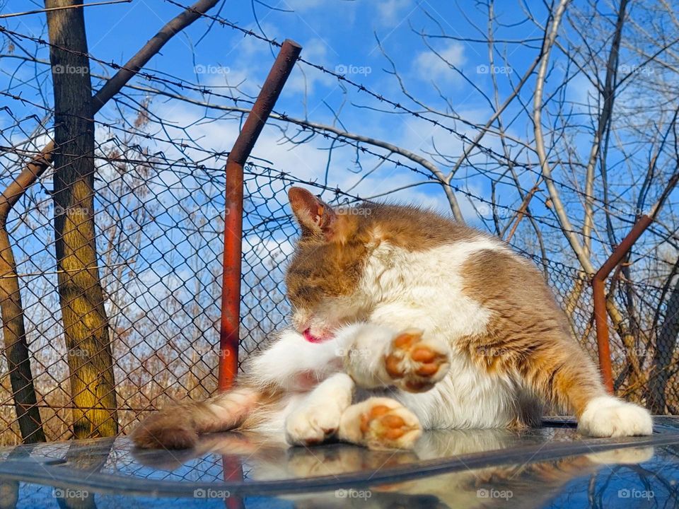 Look at the cat bathing and enjoying itself on the sunny roof of the car . Domestic cat