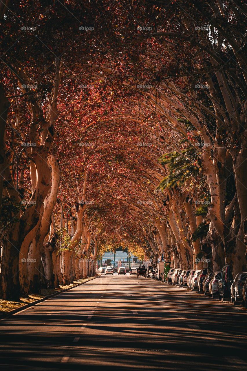 Málaga's avenida, Spain. An arch tunnel made of red trees