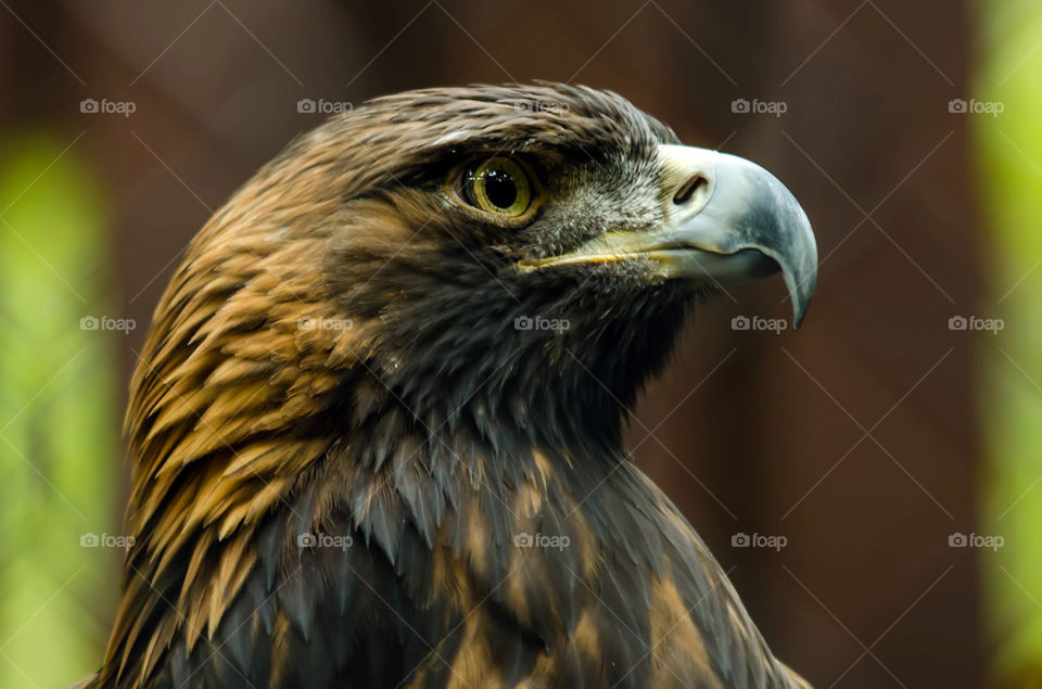 golden eagle