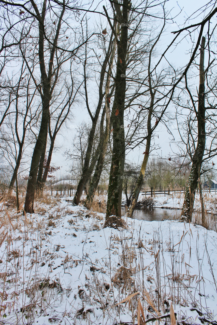 snow winter nature trees by twilite