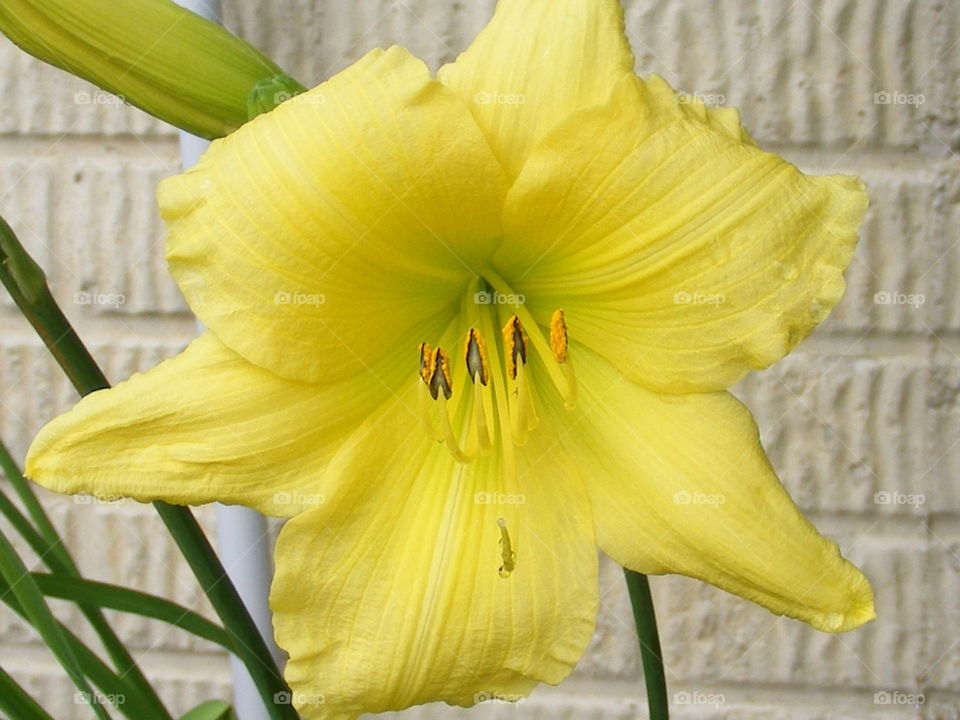 Yellow day lily