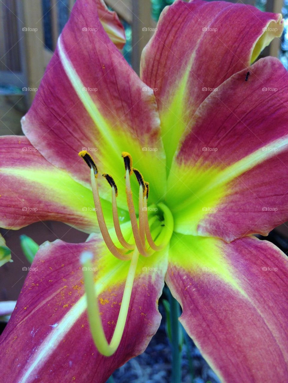 Day lily blooming outdoors